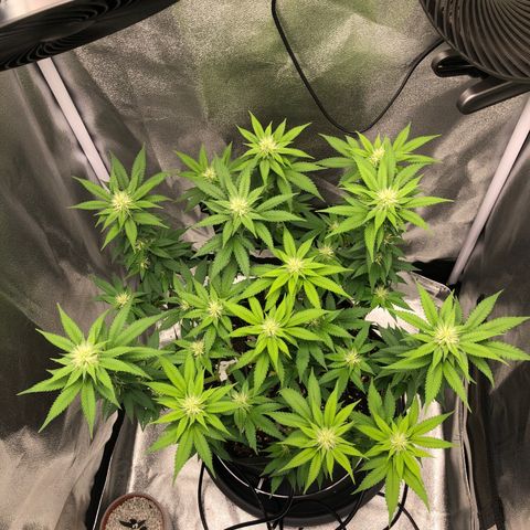Wedding Cake growlog timeline photo