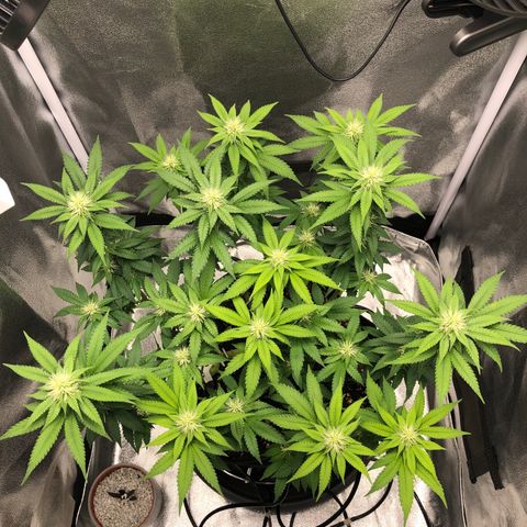 Wedding Cake growlog timeline photo