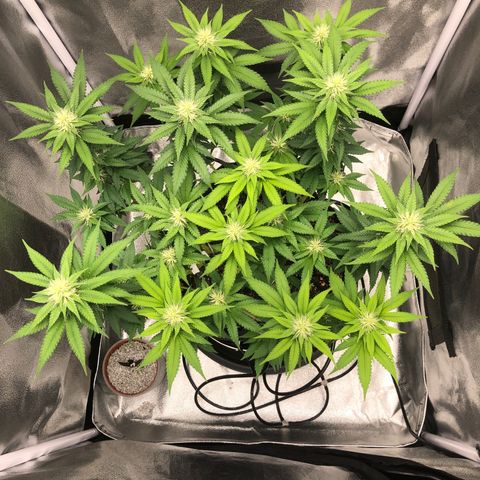 Wedding Cake growlog timeline photo