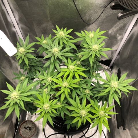 Wedding Cake growlog timeline photo