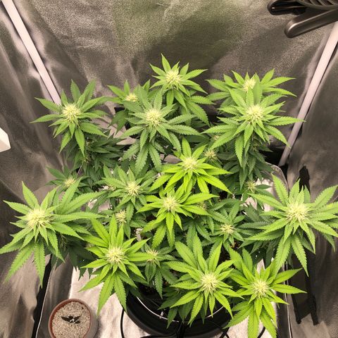 Wedding Cake growlog timeline photo