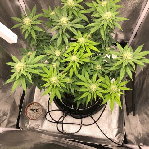 Wedding Cake growlog timeline photo