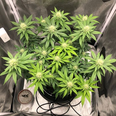 Wedding Cake growlog timeline photo