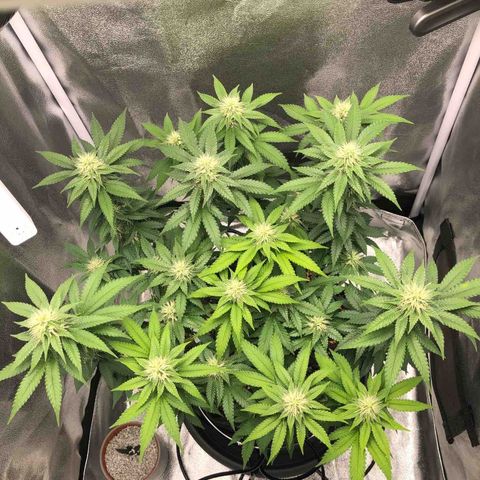 Wedding Cake growlog timeline photo