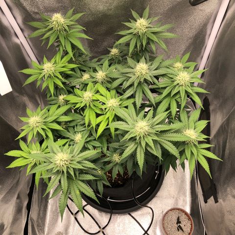 Wedding Cake growlog timeline photo
