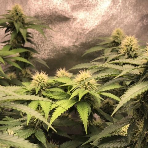 Wedding Cake growlog timeline photo