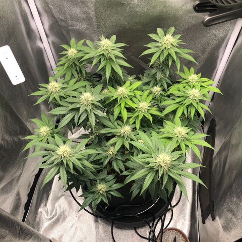 Wedding Cake growlog timeline photo