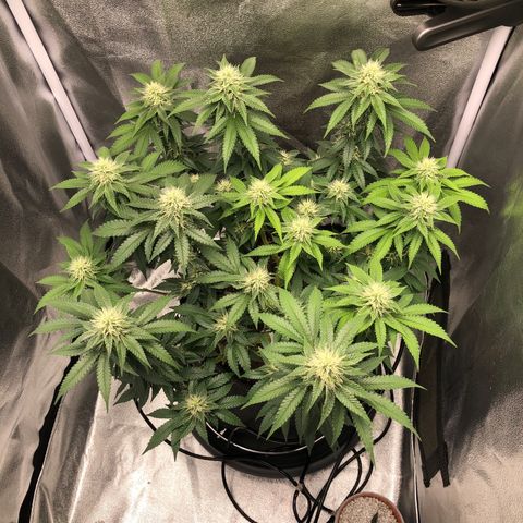 Wedding Cake growlog timeline photo