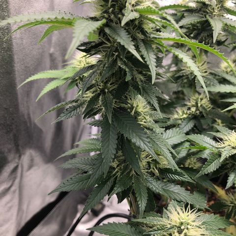 Wedding Cake growlog timeline photo