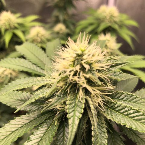 Wedding Cake growlog timeline photo