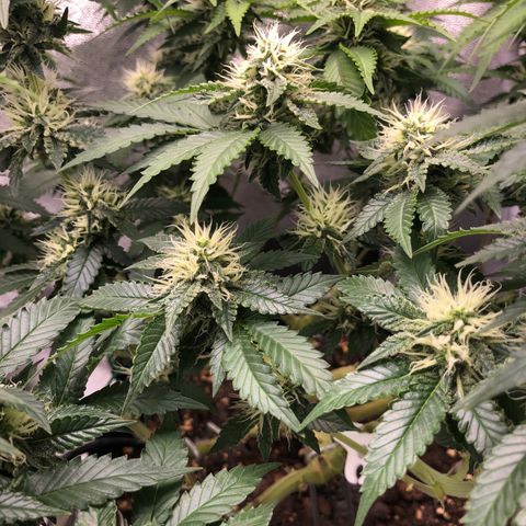Wedding Cake growlog timeline photo