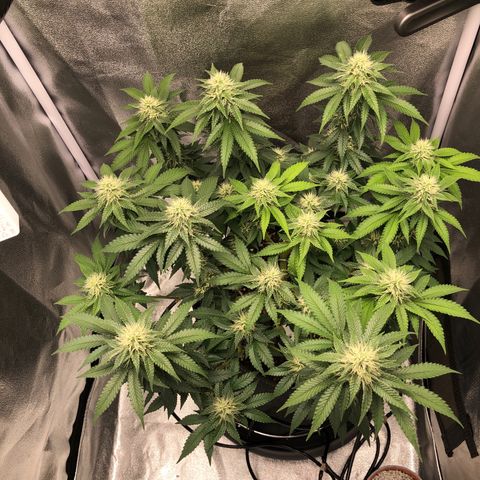 Wedding Cake growlog timeline photo