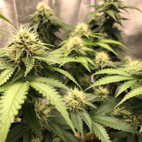 Wedding Cake growlog timeline photo