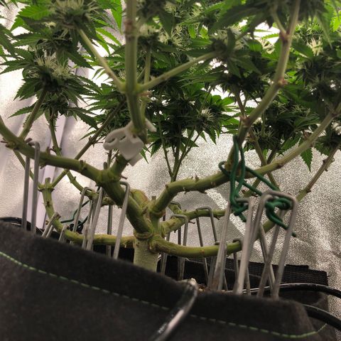 Wedding Cake growlog timeline photo