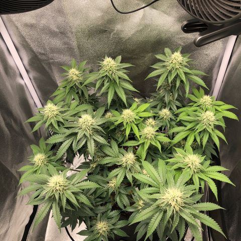 Wedding Cake growlog timeline photo