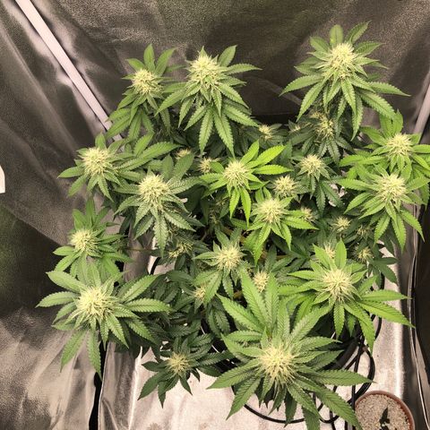 Wedding Cake growlog timeline photo