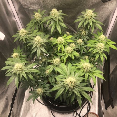 Wedding Cake growlog timeline photo