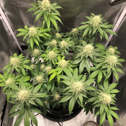 Wedding Cake growlog timeline photo