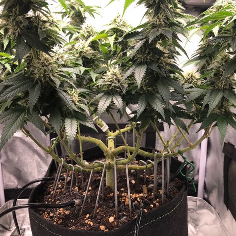 Wedding Cake growlog timeline photo