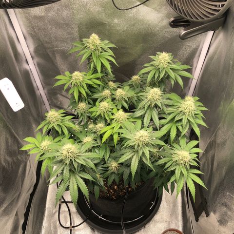 Wedding Cake growlog timeline photo
