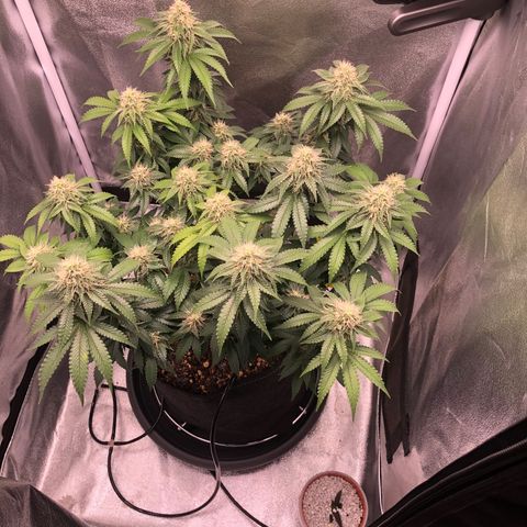 Wedding Cake growlog timeline photo