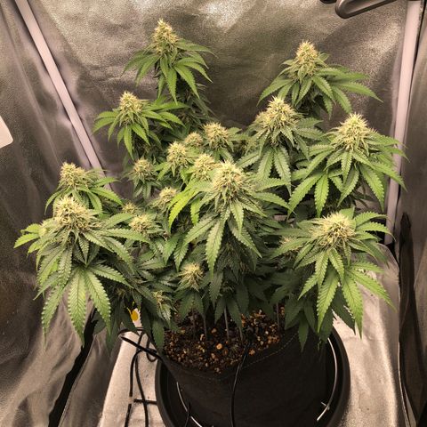 Wedding Cake growlog timeline photo