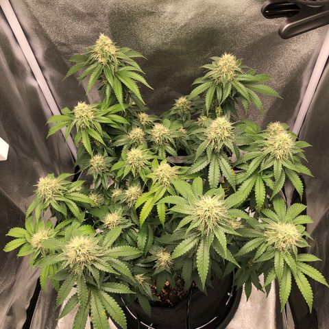 Wedding Cake growlog timeline photo