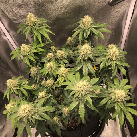 Wedding Cake growlog timeline photo