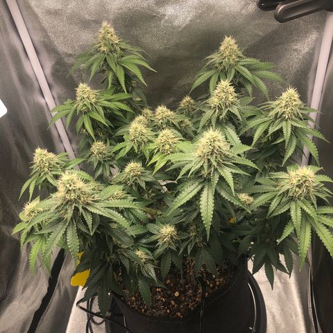 Wedding Cake growlog timeline photo
