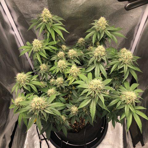 Wedding Cake growlog timeline photo