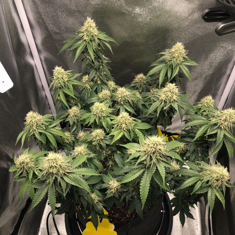 Wedding Cake growlog timeline photo
