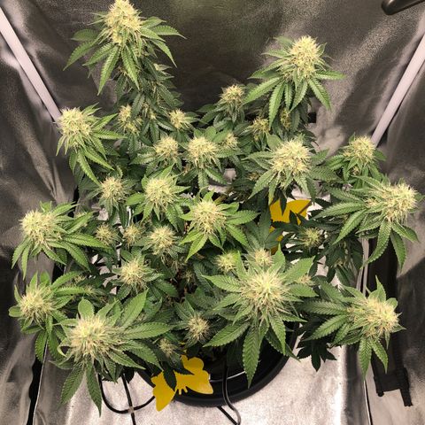 Wedding Cake growlog timeline photo