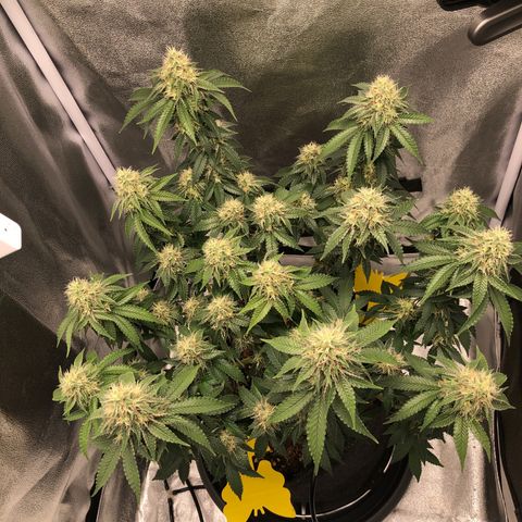 Wedding Cake growlog timeline photo