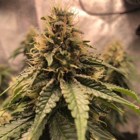 Wedding Cake growlog timeline photo