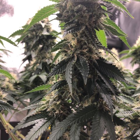 Wedding Cake growlog timeline photo