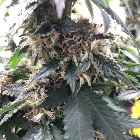 Wedding Cake growlog timeline photo