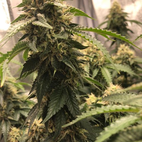 Wedding Cake growlog timeline photo