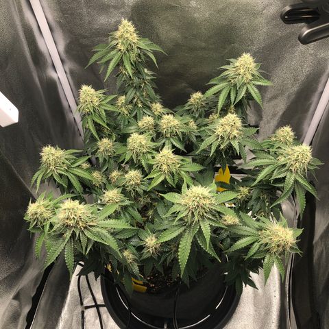 Wedding Cake growlog timeline photo