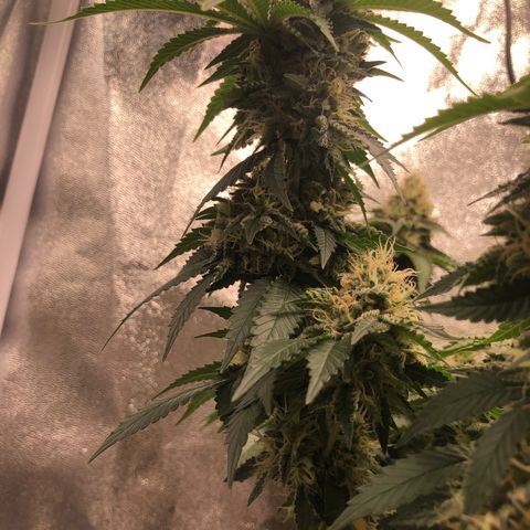 Wedding Cake growlog timeline photo