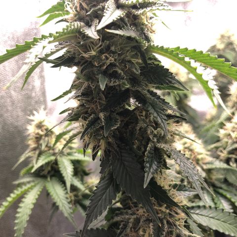 Wedding Cake growlog timeline photo