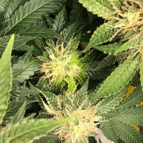 Wedding Cake growlog timeline photo