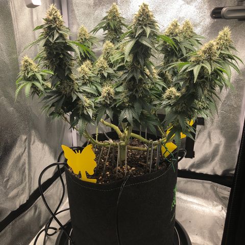 Wedding Cake growlog timeline photo