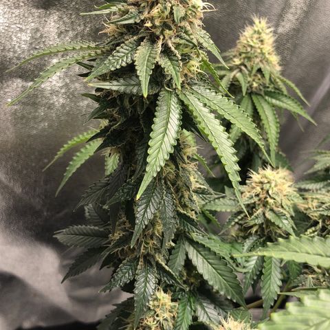 Wedding Cake growlog timeline photo