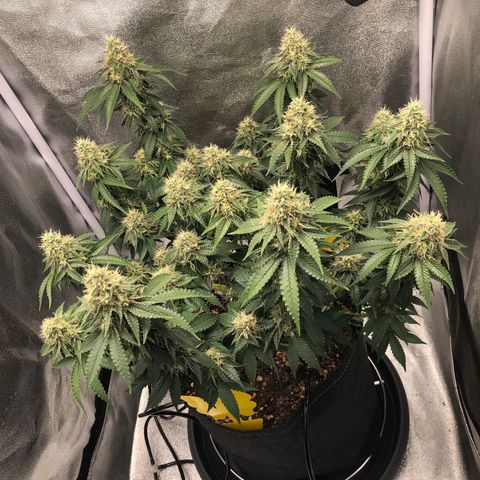 Wedding Cake growlog timeline photo
