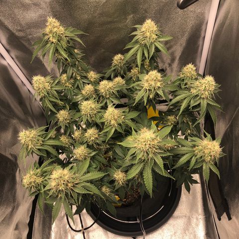 Wedding Cake growlog timeline photo