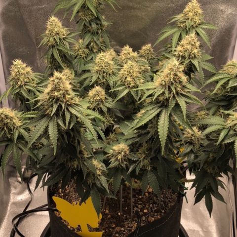 Wedding Cake growlog timeline photo