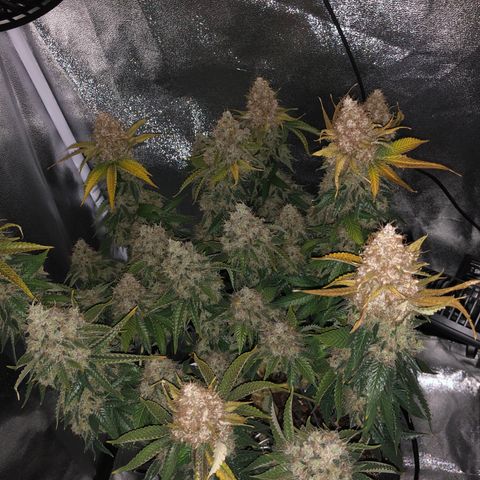 Wedding Cake growlog timeline photo