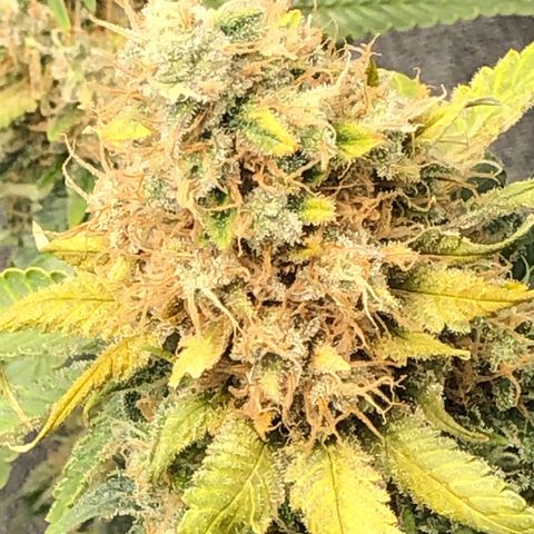 Wedding Cake growlog timeline photo