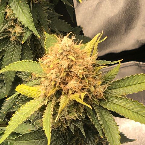 Wedding Cake growlog timeline photo