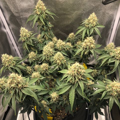 Wedding Cake growlog timeline photo